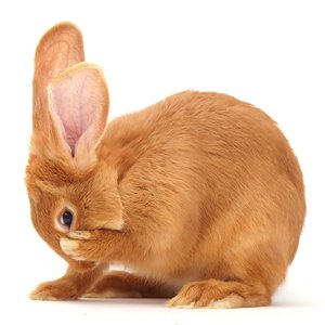 Rabbits/Kaninchen  2022