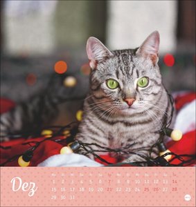 Katzen Postkartenkalender Kleine Tiger 2025