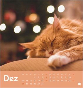 Tierisch entspannte Katzen Postkartenkalender 2022