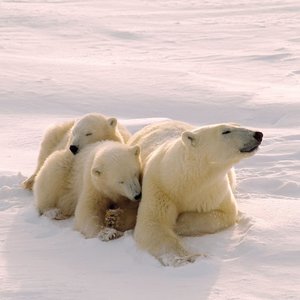 Polar Bears/Eisbärchen 2022