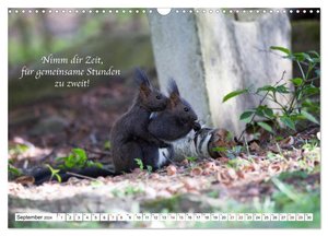Tipps von Eichhörnchen an Eichhörnchenliebhaber (Wandkalender 2024 DIN A3 quer), CALVENDO Monatskalender