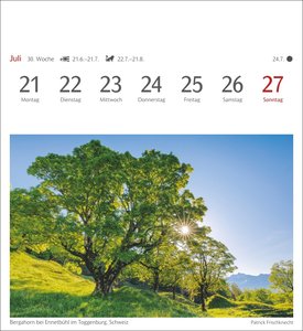 Bäume Postkartenkalender 2025