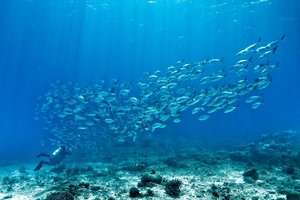 Die unbequeme Wahrheit über unsere Ozeane