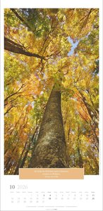 Wunderwelt der Bäume Kalender 2026