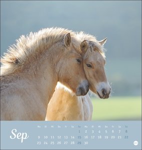 Kuschelfohlen Postkartenkalender 2024. Ein kleiner Kalender voll unbeholfener Fohlen zum Dahinschmelzen. Postkarten-Tischkalender, der die Herzen von Pferde-Freunden höher schlagen lässt.