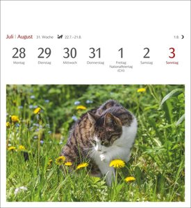 Katzen Postkartenkalender 2025