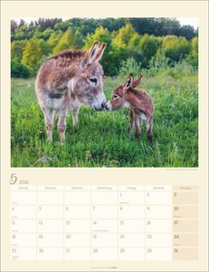 Esel Kalender 2026