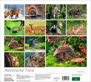times&more Heimische Tiere Bildkalender 2026