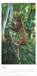 Big Cats Kalender 2026