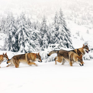 Wolves 2022