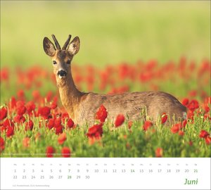 times&more Heimische Tiere Bildkalender 2026