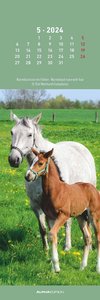 Pferde 2024 - Lesezeichenkalender 5,5x16,5 cm - Horses - Tierkalender - Lesehilfe - Alpha Edition