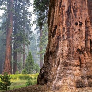 Die Kraft der Bäume 2025