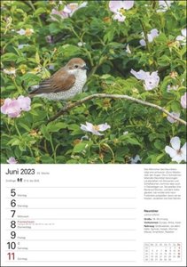 Heimische Vögel Wochenplaner 2023. Wochenkalendarium, Infos zu den porträtierten Vogelarten und viel Platz für Termine in dem praktischen Wand-Kalender 2023 zum Eintragen.