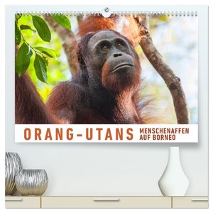 Orang-Utans Menschenaffen auf Borneo (hochwertiger Premium Wandkalender 2025 DIN A2 quer), Kunstdruck in Hochglanz