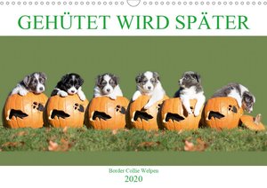 Gehütet wird später - Border Collie Welpen