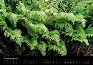 Farne - Filigrane Schönheiten (Wandkalender 2021 DIN A2 quer)