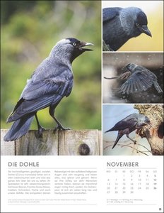 Vögel in unseren Gärten Posterkalender 2023. Viele Fotos und informative Texte zu 12 Vogelarten in einem Wandkalender-Großformat. Dekorativer Kalender mit Mehrwert für Tierfreunde.