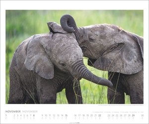 Elefanten Kalender 2026