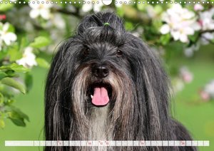 Tibet Terrier Theo