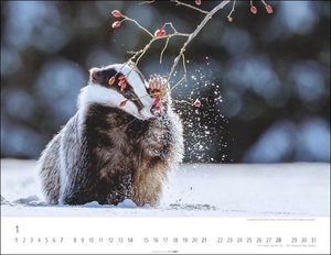 Heimische Wildtiere Kalender 2024. Von Igel bis Wildschein: Naturkalender im Großformat mit heimischen Tieren. Posterkalender für Tierfreunde. Hochwertiger großer Wandkalender.