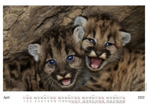 Großkatzen - Löwen, Tiger & Co. 2022 - White Edition - Timokrates Kalender, Wandkalender, Bildkalender - DIN A4 (ca. 30 x 21 cm)