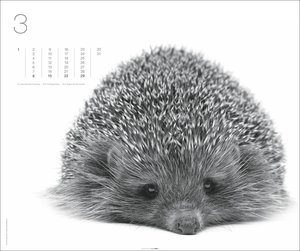 Black & White Animals 2026