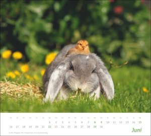 times&more Echte Freunde Bildkalender 2025