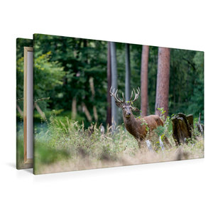 Premium Textil-Leinwand 120 cm x 80 cm quer Juli: Der Beihirsch reagiert sich im Wald am Gebüsch ab.
