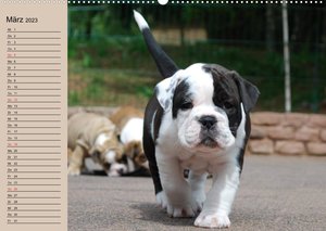Bulldoggen-Kinder (Wandkalender 2023 DIN A2 quer)