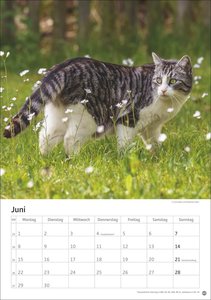 Katzen Kalender 2026
