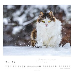 Katzen - Diven auf Samtpfoten 2026