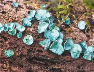 Wunderwelt der Pilze  2026
