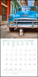 Cats Around the World 2023 - Wand-Kalender - Broschüren-Kalender - 30x30 - 30x60 geöffnet - Katzen-Kalender