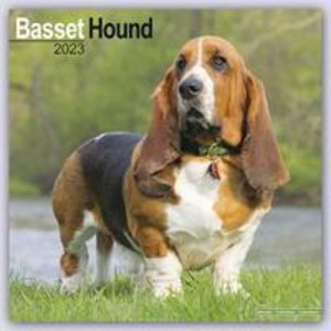 Basset Hound - Bassets 2023 - 16-Monatskalender