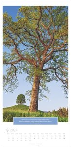 Wunderwelt der Bäume Kalender 2024. Baum-Fotos durch alle Jahreszeiten in einem länglichen Kalender im Format 33 x 68 cm. Jahres-Wandkalender 2024 mit Fotos von der Blüte bis zum kahlen Winter.