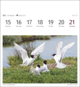 Heimische Vögel Postkartenkalender 2024. Wochenkalender im Postkarten-Format mit Vogelporträts. Tischkalender mit wöchentlich neuen Postkarten zum Sammeln und Verschicken