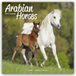 Arabians - Araber - Araber Pferde 2024 - 16-Monatskalender