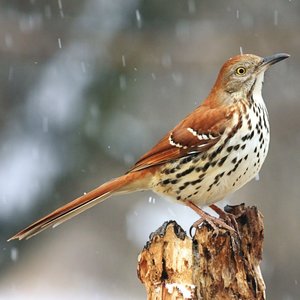 Heimische Vögel 2022