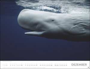 Unterwasser Posterkalender 2023. Spektakulärer Fotokalender im Großformat. Die faszinierende Unterwasserwelt in Bildern für einen dekorativen großen Kalender.