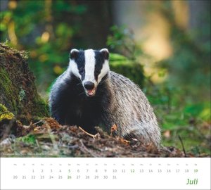 times&more Heimische Tiere Bildkalender 2026
