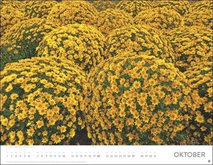 Blütenmeer Posterkalender 2024. Wandkalender mit 12 beeindruckenden Landschaftsfotos. Dekorativer Jahres-Kalender mit üppigen Blumenwiesen. 44x34 cm. Querformat.