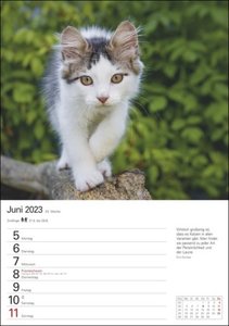 Katzen Wochenplaner. Wandkalender 2023 mit Platz für Notizen und vielen süßen Katzenfotos. Tierkalender 2023 mit praktischer Wochenansicht. Hochformat 25x36 cm