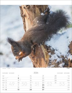 Tiere der Alpen Kalender 2026