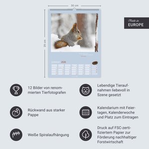 Eichhörnchen Kalender 2026