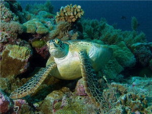 CALVENDO Puzzle Unterwasserfotografie einer Meeresschildkröte in einem Korallenriff vor Palau 1000 Teile Puzzle quer