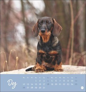 Dackel Postkartenkalender 2022