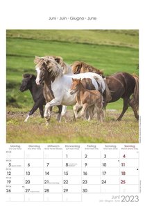 Pferde 2023 - Bildkalender 23,7x34 cm - Kalender mit Platz für Notizen - mit vielen Zusatzinformationen - Horses - Wandkalender - Alpha Edition