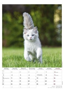 Tatzentiger 2023 - Bildkalender A3 (29,7x42 cm) - Curious Cats - mit Feiertagen (DE/AT/CH) und Platz für Notizen - Wandplaner - Katzenkalender