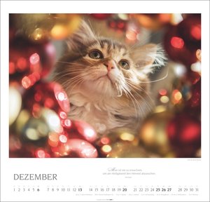 Katzen - Diven auf Samtpfoten 2026